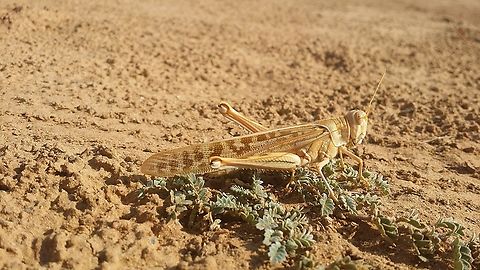 Schistocerca gregaria, Sudan  Desert Locust,Schistocerca gregaria