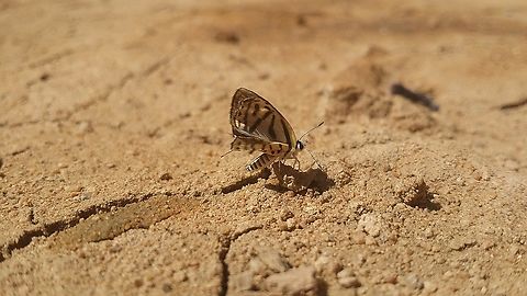 Blue Pierrot, Sudan