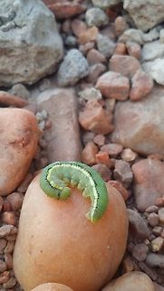 Polish_20240413_222227093