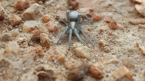 Ground spider, Family Gnaphosidae  Geotagged,Sudan