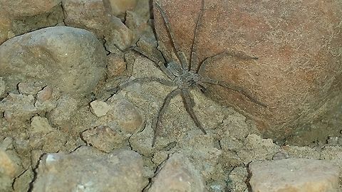 Spider, Sudan