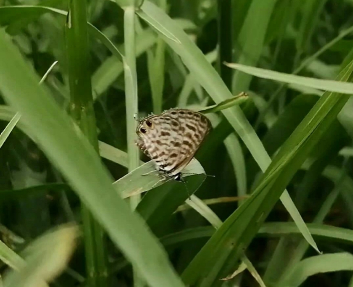 Polish_20240414_181858141