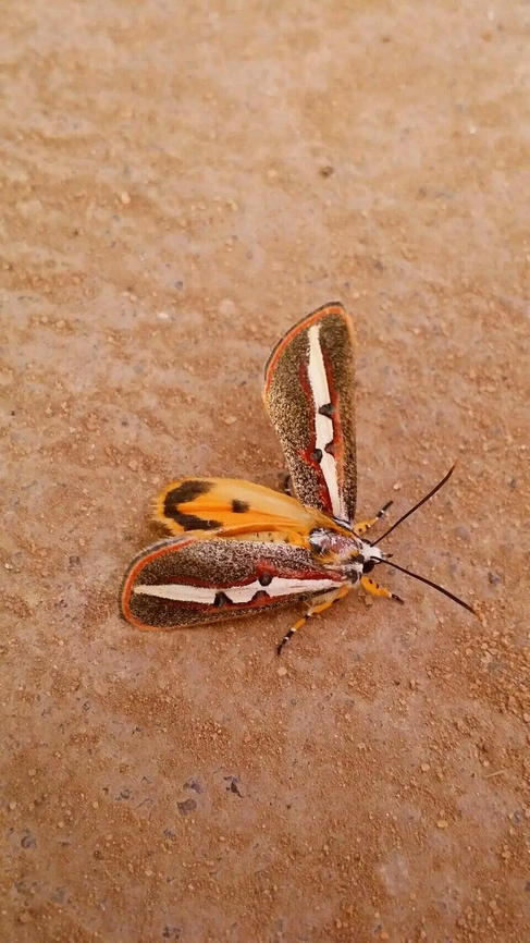 FB_IMG_17131301953407032