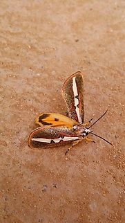 FB_IMG_17131301953407032