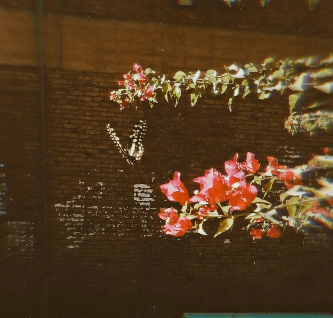 FB_IMG_17131302131072023  Lime Swallowtail,Papilio demoleus