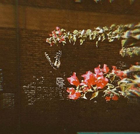 FB_IMG_17131302131072023  Lime Swallowtail,Papilio demoleus