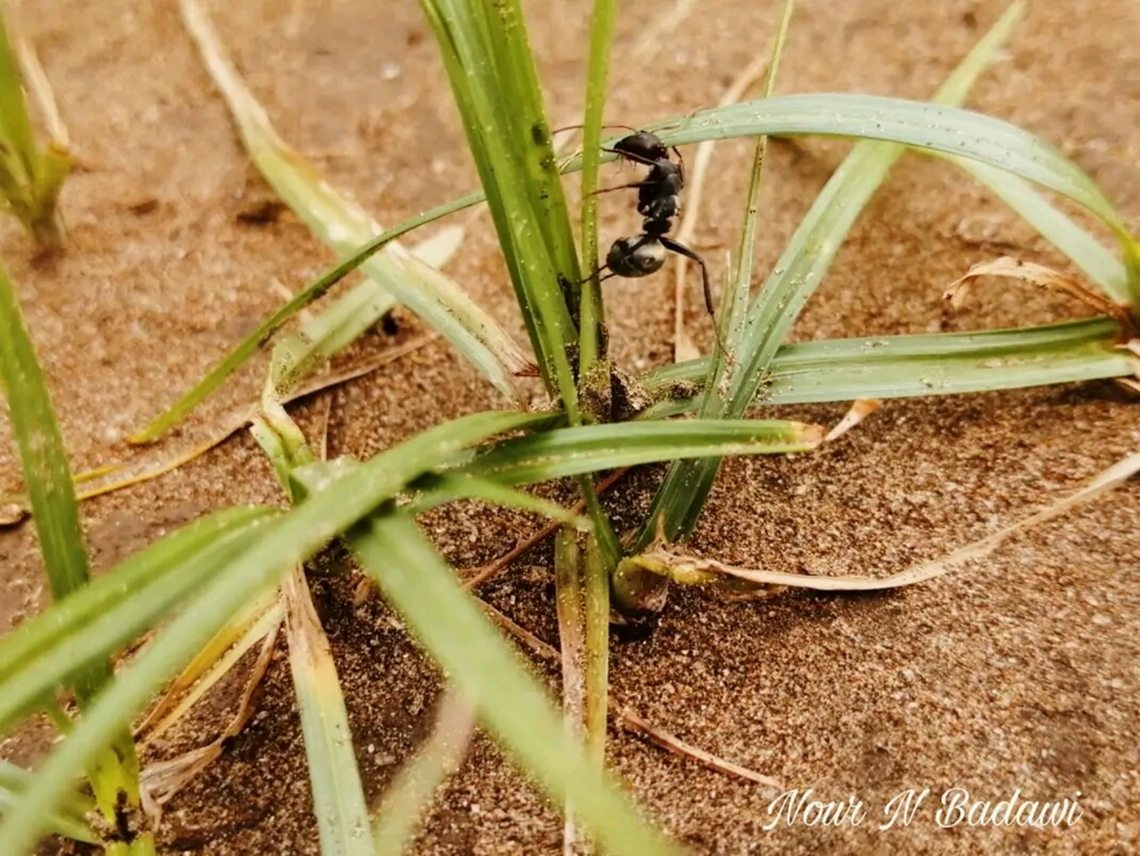 FB_IMG_17139206544349467  Black carpenter ant,Camponotus pennsylvanicus,Geotagged