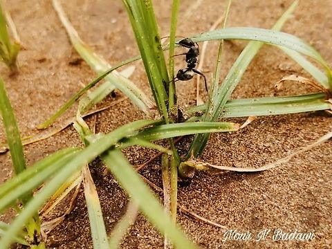 FB_IMG_17139206544349467  Black carpenter ant,Camponotus pennsylvanicus,Geotagged