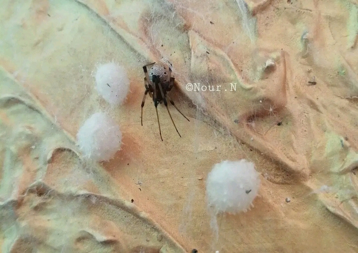 FB_IMG_17139206241212007  Brown Widow,Geotagged,Latrodectus geometricus,Sudan
