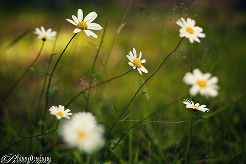 White flowers Very artistic capture of a field of lovely white flowers (Chamomile). Chamomile,Field Flowers,Flowers,Leucanthemum vulgare,Oxeye daisy