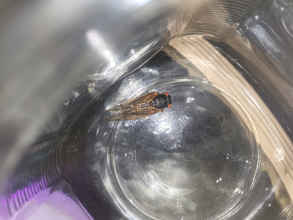 Magicicada cassinii Cicada found in Augusta Georgia Geotagged,Magicicada cassini,Magicicada cassinii,Magicicada septendecim Augusta Georgia,Spring,United States