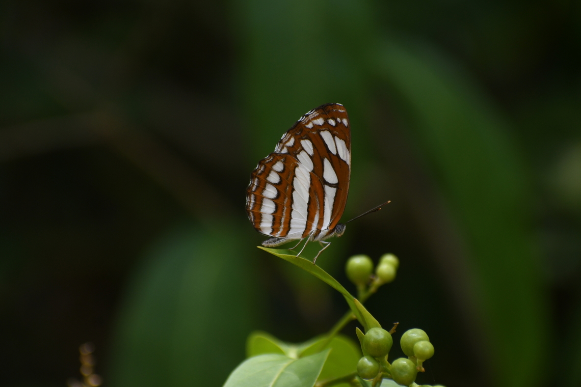 Common Sailor Kingdom: Animalia<br />
Phylum: Arthropoda<br />
Class: Insecta<br />
Order: Lepidoptera<br />
Family: Nymphalidae<br />
Genus: Neptis<br />
The Common Sailor butterfly is commonly sighted in Sri Lanka, thriving in various habitats including wastelands, home gardens, urban areas, and forest clearings. Unlike many butterflies, the Common Sailor exhibits a calm disposition, enabling observers to approach closely while it basks or perches. This tranquil behavior makes it easily capturable in photographs and ideal for observation.<br />
<br />
 Common sailor,Neptis hylas