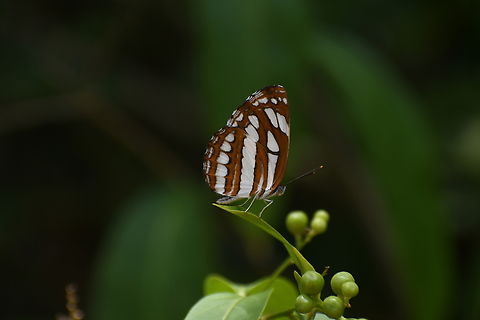 Common Sailor Kingdom: Animalia
Phylum: Arthropoda
Class: Insecta
Order: Lepidoptera
Family: Nymphalidae
Genus: Neptis
The Common Sailor butterfly is commonly sighted in Sri Lanka, thriving in various habitats including wastelands, home gardens, urban areas, and forest clearings. Unlike many butterflies, the Common Sailor exhibits a calm disposition, enabling observers to approach closely while it basks or perches. This tranquil behavior makes it easily capturable in photographs and ideal for observation.

 Common sailor,Neptis hylas