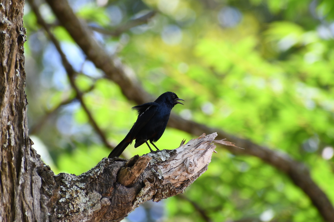 Indian Robin Kingdom: Animalia<br />
Phylum: Chordata Class: Aves<br />
Order: Passeriformes<br />
Family: Muscicapidae<br />
Genus: Copsychus<br />
Species: C. fulicatus<br />
The Indian Robin, belonging to the Muscicapidae family in the Passeriformes order, is widely distributed throughout Sri Lanka.<br />
 Copsychus fulicatus,Indian Robin