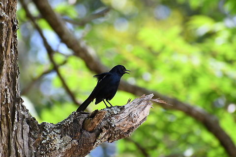 Indian Robin Kingdom: Animalia
Phylum: Chordata Class: Aves
Order: Passeriformes
Family: Muscicapidae
Genus: Copsychus
Species: C. fulicatus
The Indian Robin, belonging to the Muscicapidae family in the Passeriformes order, is widely distributed throughout Sri Lanka.
 Copsychus fulicatus,Indian Robin
