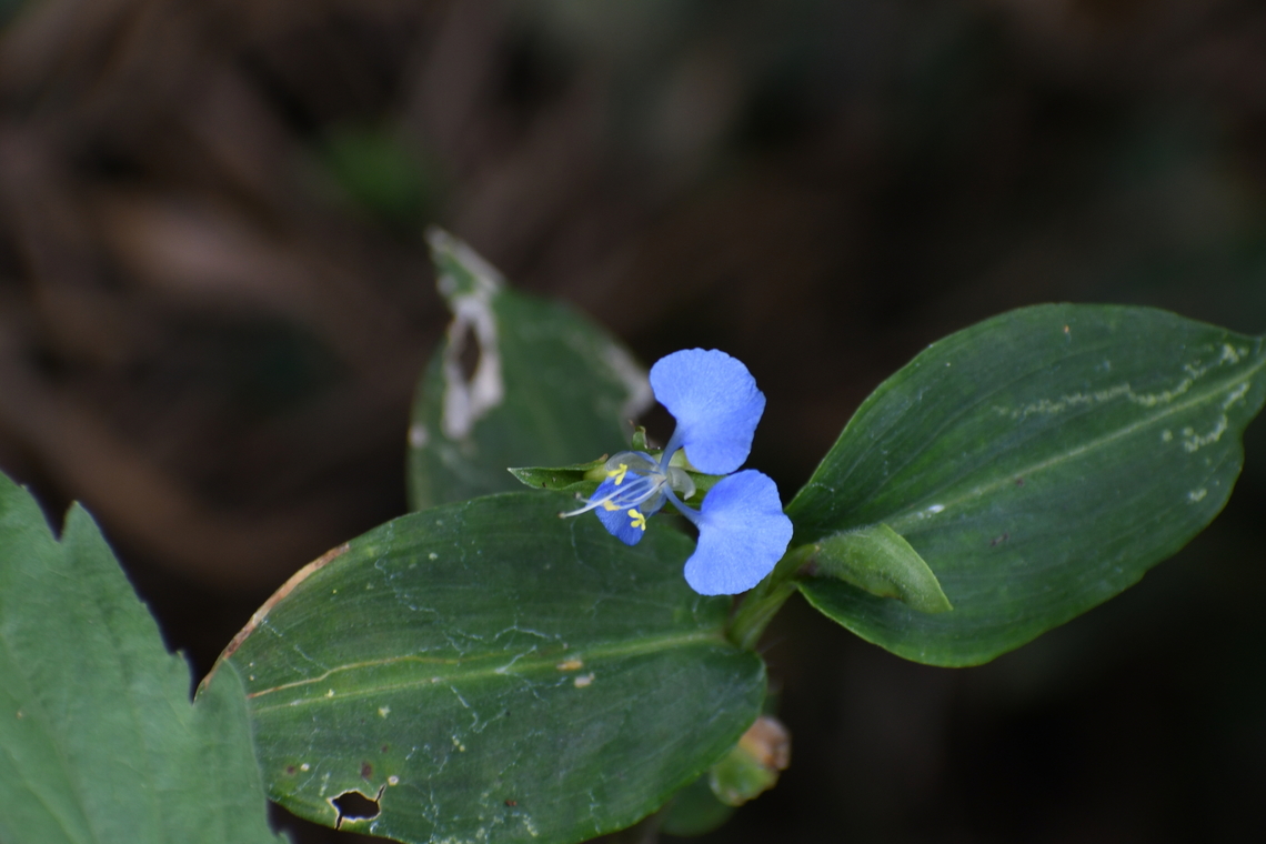 Asiatic Dayflower Meet Commelina communis, fondly known as the Asiatic dayflower, a charming herbaceous annual plant belonging to the dayflower family. With its slender stems and delicate blue blooms, this botanical gem adds a touch of natural grace to any landscape. From its intricate foliage to its captivating flowers, the Asiatic dayflower offers a glimpse into the beauty of the plant world, captivating observers with its simple yet enchanting presence. Asiatic dayflower,Commelina communis