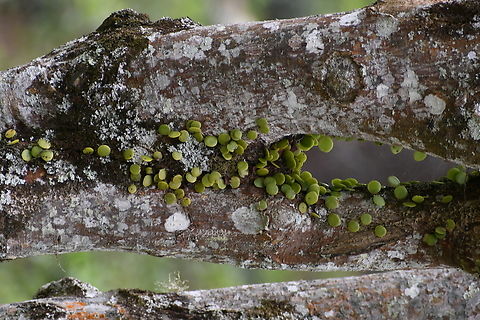 Drymoglossum piloselloides | Dragon's Scale Fern Drymoglossum piloselloides, also known as Dragon's Scale Fern, displays petite, circular fronds with a glossy, fleshy texture, each measuring roughly 1 cm in diameter. These fronds are distinctively stalkless, adding to the fern's unique allure. Dragon-Scale Fern,Drymoglossum piloselloides