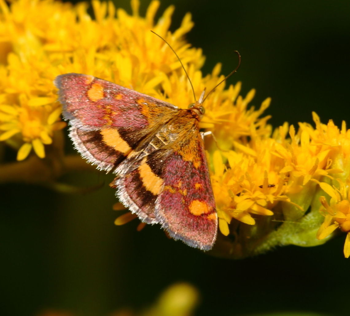 Pyrausta aurata  Geotagged,Pyrausta aurata,The Netherlands,moth