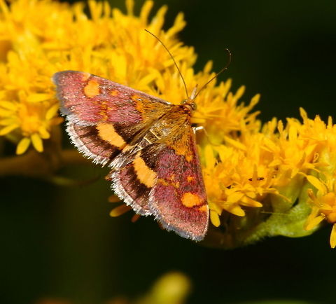 Pyrausta aurata  Geotagged,Pyrausta aurata,The Netherlands,moth