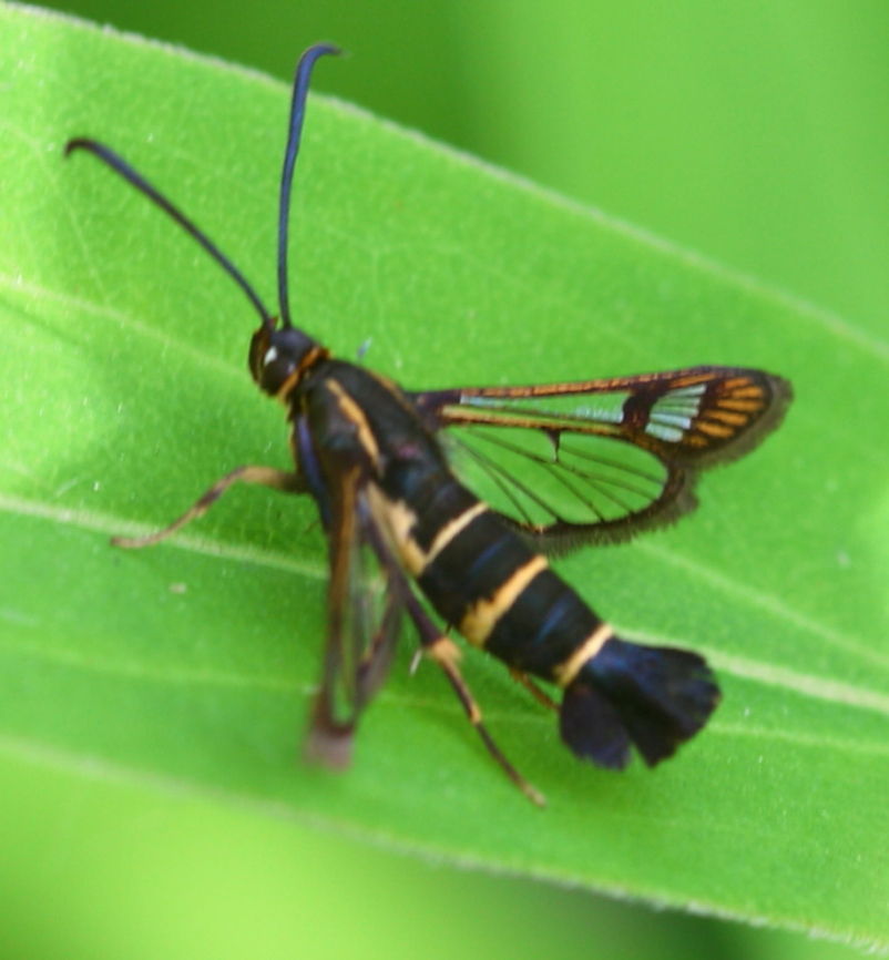 Synanthedon tipuliformis tiny butterfly in my garden Geotagged,Sesiidae,Synanthedon tipuliformis,The Netherlands