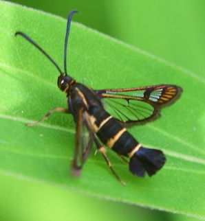 Synanthedon tipuliformis tiny butterfly in my garden Geotagged,Sesiidae,Synanthedon tipuliformis,The Netherlands