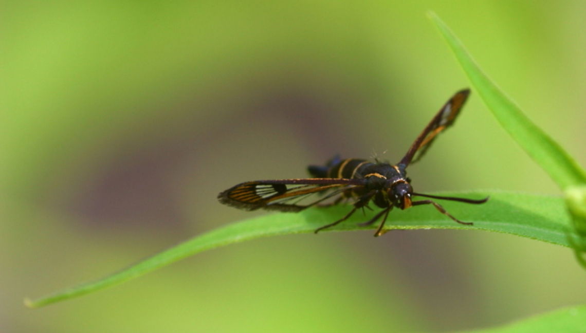 Synanthedon tipuliformis frontvieuw made me realize it must be a butterfly Geotagged,Sesiidae,Synanthedon tipuliformis,The Netherlands