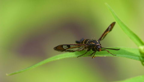 Synanthedon tipuliformis frontvieuw made me realize it must be a butterfly Geotagged,Sesiidae,Synanthedon tipuliformis,The Netherlands