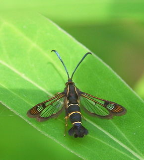 Synanthedon tipuliformis You can see why its called a glass butterfly in the Netherlands. Geotagged,Sesiidae,Synanthedon tipuliformis,The Netherlands