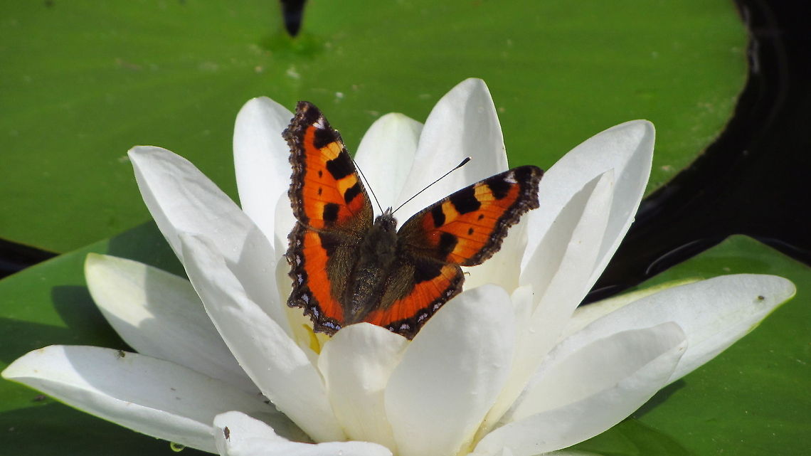 Aglais urticae on strange flower....;) This one decided to have some orient nectar.. Aglais urticae,Geotagged,Small Tortoiseshell,The Netherlands