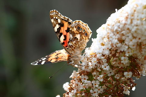 Cynthia cardui on Buddleja Geotagged,The Netherlands,Vanessa cardui