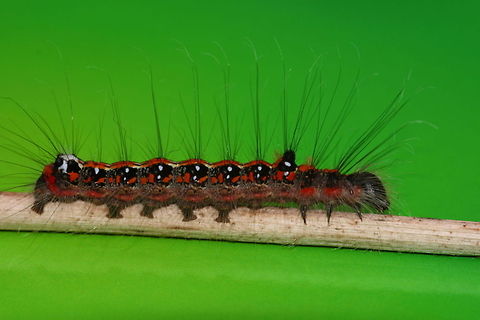 Euproctis similis caterpillar Euproctis similis,Geotagged,The Netherlands,Yellow-tail