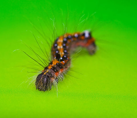 id needed caterpillar Geotagged,The Netherlands