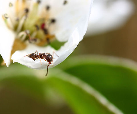 an ant just look down from a flower blossom Ant looking down to the ground Black garden ant,Geotagged,Lasius niger,The Netherlands,ants,blossem