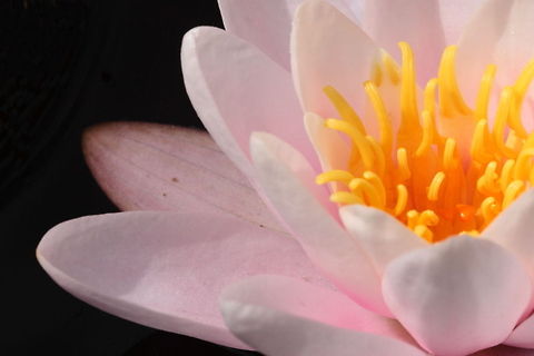 Waterlily pink waterlily in our pond pink,pond,waterlily