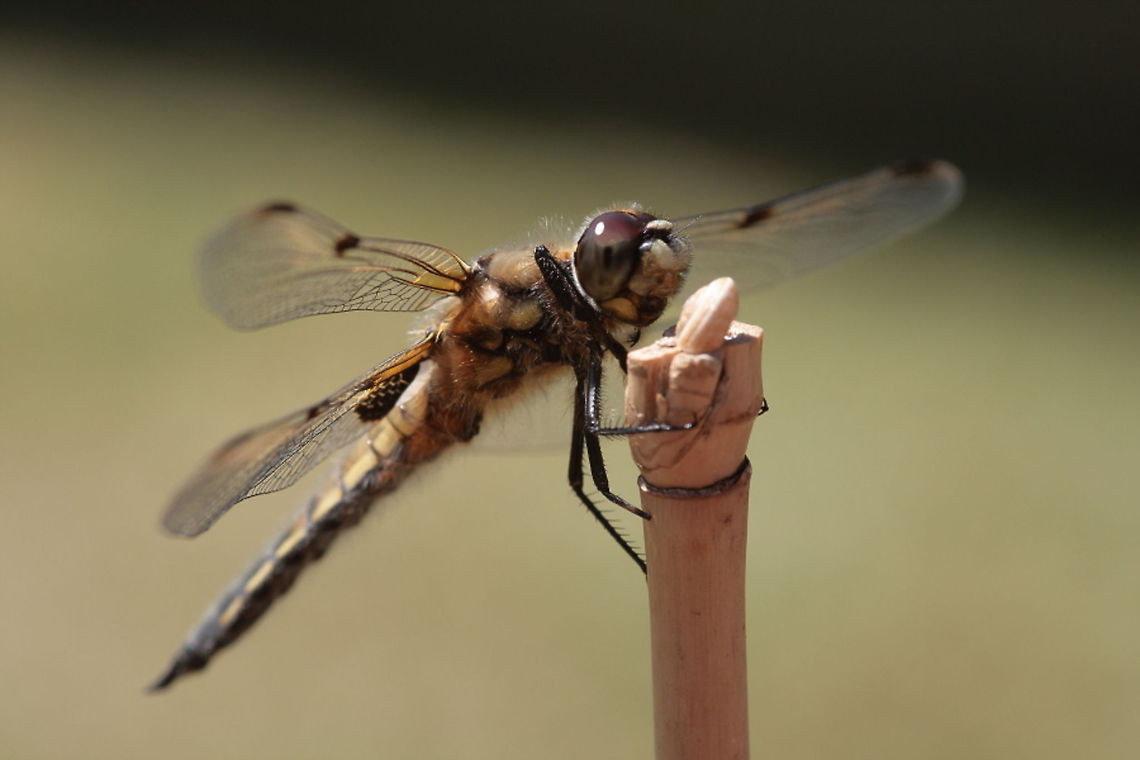Four Spot Dragonfly...Libellula quadrimaculata Smilling dragonfly Four-spotted Chaser,Libellula quadrimaculata,Macro,dragonfly,smiling