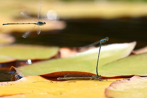 Damselfly Damselflys in our pond Azure Damselfly,Coenagrion puella,Macro,damselfly,mating
