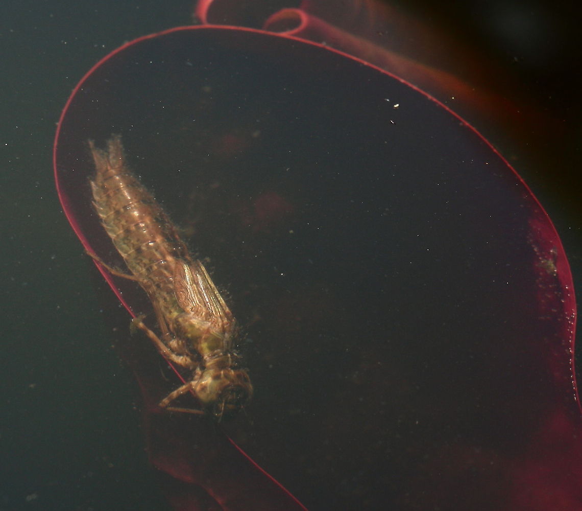 dragonfly larva saw this specie on a under water waterlily leaf. Gently took it out of our pond and made the other photo of the eyes Belgium,Geotagged,The Netherlands,larva