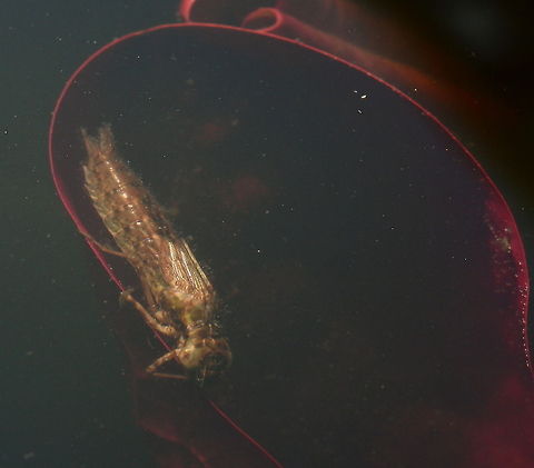 dragonfly larva saw this specie on a under water waterlily leaf. Gently took it out of our pond and made the other photo of the eyes Belgium,Geotagged,The Netherlands,larva