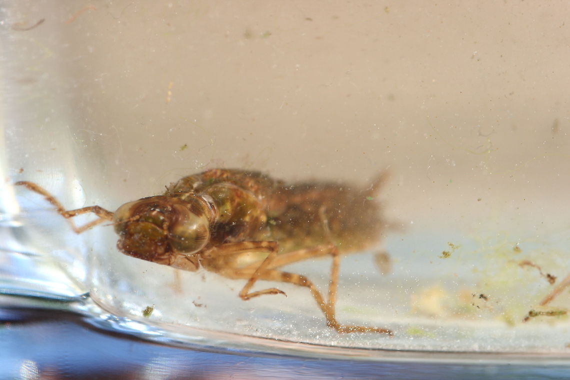 dragonfly larva what a diffrence the eyes in the larva and imago stadium. Only kept it in a vase to take a picture. After releasing a saw him dive to the dept of the pond.  Dragonfly larva,Eyes,Geotagged,The Netherlands
