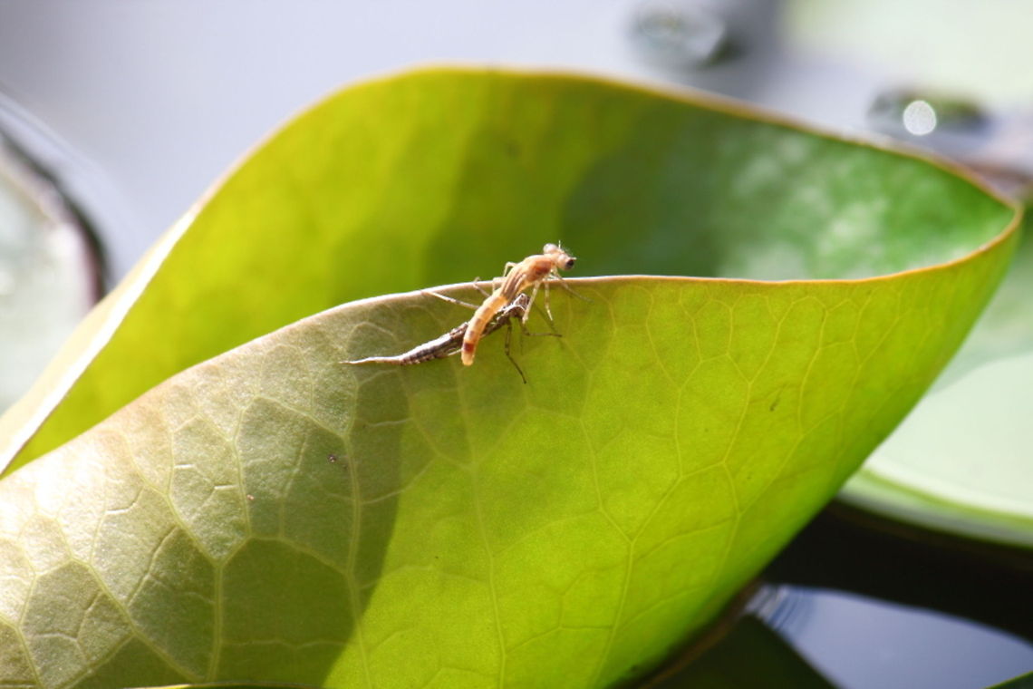 Hatching dragonfly 5