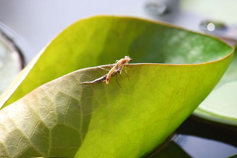 Hatching dragonfly 5