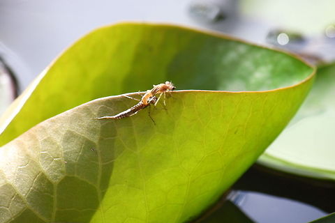Hatching dragonfly 3