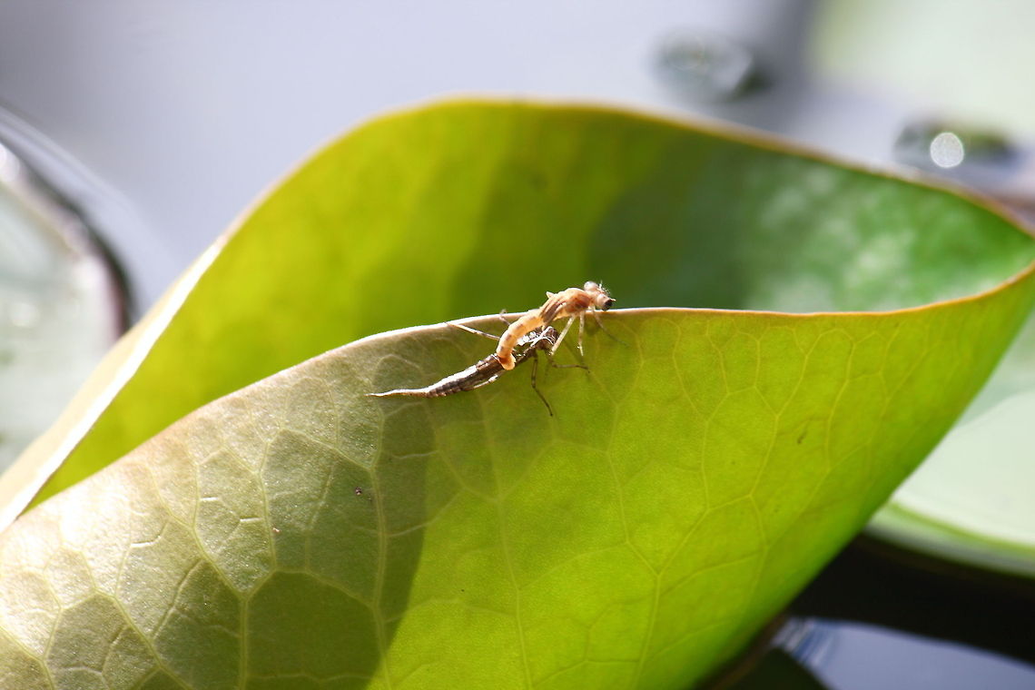 Hatching dragonfly 4