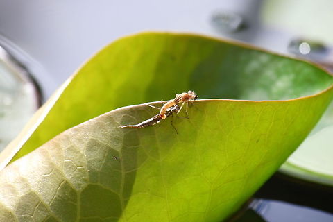 Hatching dragonfly 4