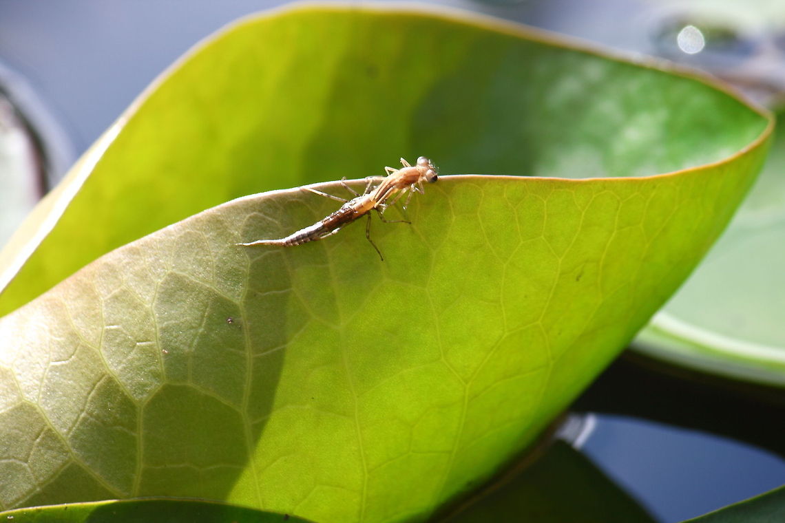 Hatching dragonfly 2