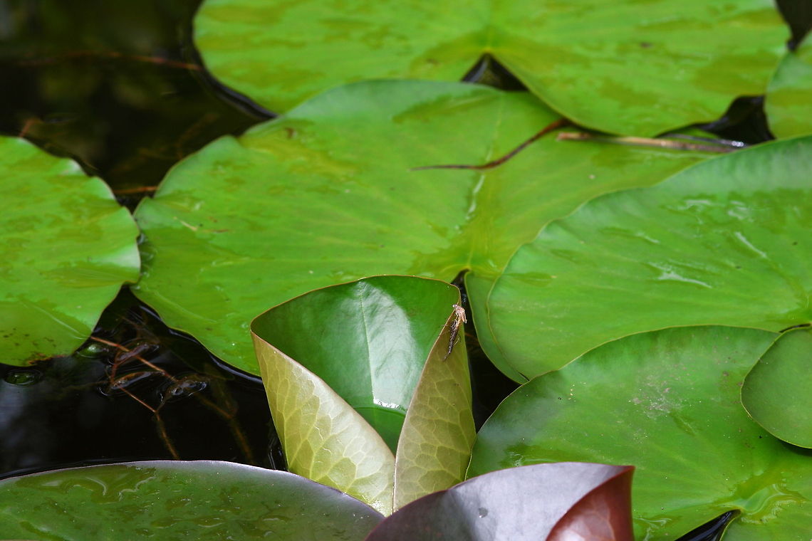 Hatching dragonfly 1