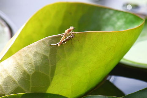 Hatching dragonfly 6