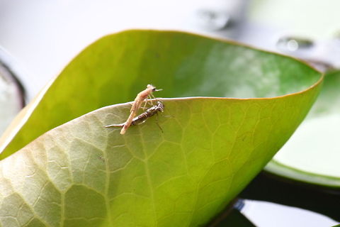 Hatching dragonfly 7  animalia,biodiversity,calopterygidae,insects,odonata,zygoptera
