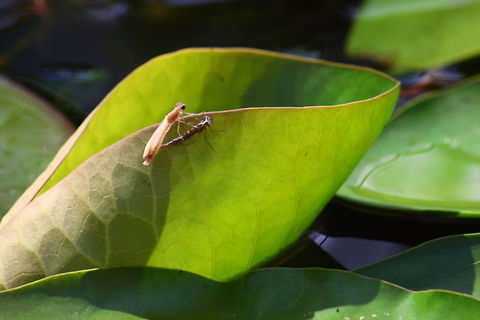 Hatching dragonfly 10