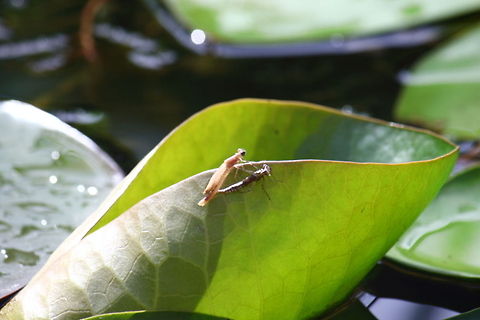 Hatching dragonfly 9